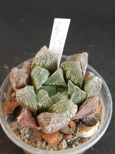 Haworthia cooperi venusta