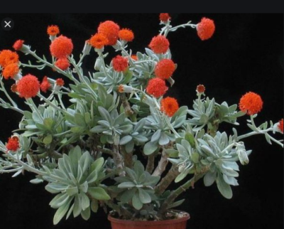 Senecio fulgens - Зображення 2