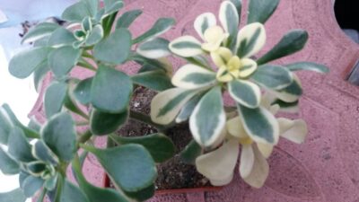 AEONIUM DOMESTICUM VARIEGATA