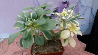 AEONIUM DOMESTICUM VARIEGATA - Зображення 2