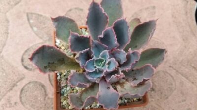 ECHEVERIA NEON BREAKERS