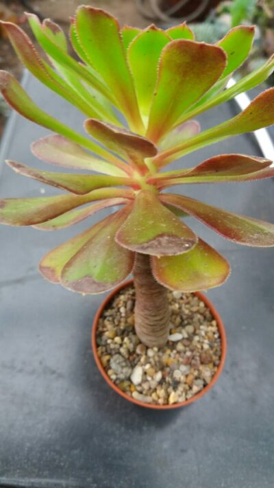 AEONIUM SV - Зображення 2