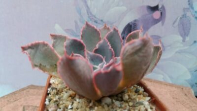 ECHEVERIA NEON BREAKERS - Зображення 2