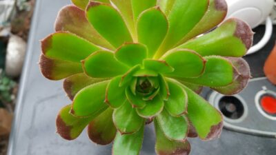 AEONIUM SV