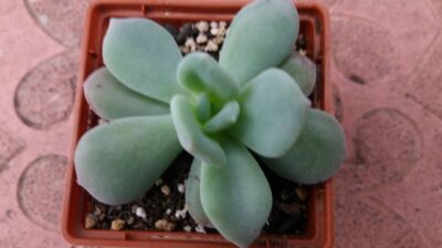 ECHEVERIA PINKY