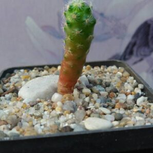 MAMMILLARIA HAUDEANA L777 (сеянец) | 63