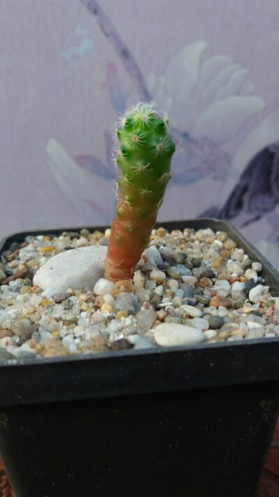 MAMMILLARIA HAUDEANA L777 (сеянец)