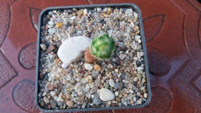 MAMMILLARIA HAUDEANA L777 (сеянец) - Зображення 4
