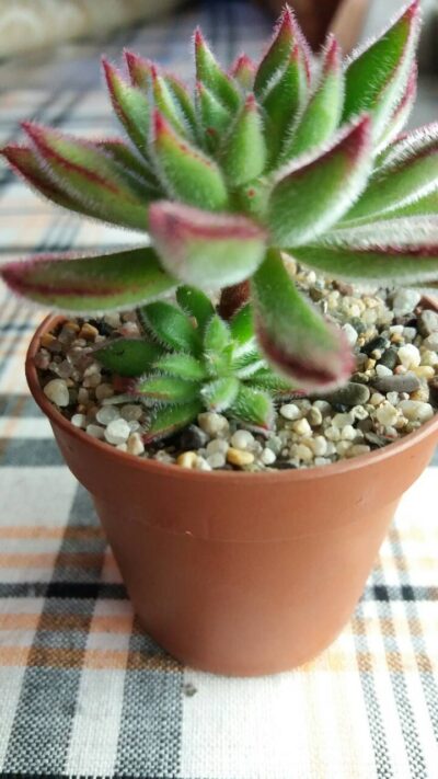 ECHEVERIA SET OLIVER - Зображення 2