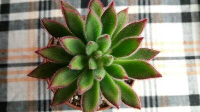 ECHEVERIA SET OLIVER - Зображення 3