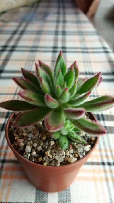 ECHEVERIA SET OLIVER - Зображення 4