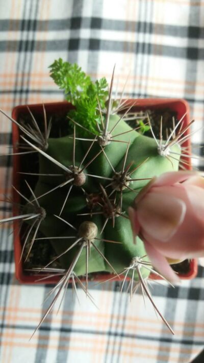 GYMNOCALYCIUM "PAEDIOPHYLLUM" - Зображення 5