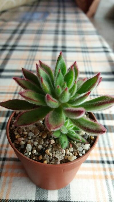 ECHEVERIA SET OLIVER