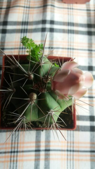 GYMNOCALYCIUM "PAEDIOPHYLLUM" - Зображення 6