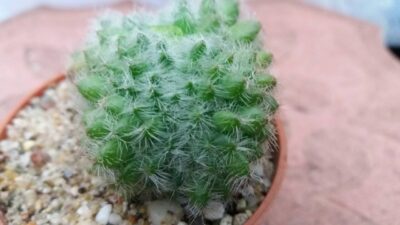 ECHEVERIA SETOSA CRISTATA - Зображення 2