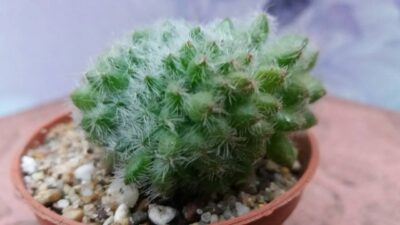 ECHEVERIA SETOSA CRISTATA