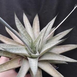 gasteraloe(gastrolea) Wonder дітка