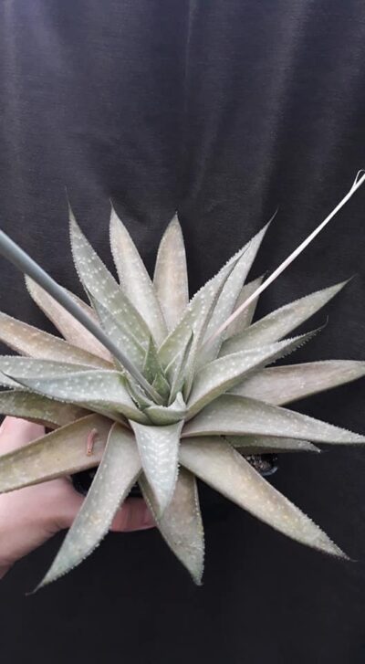 gasteraloe(gastrolea) Wonder дітка