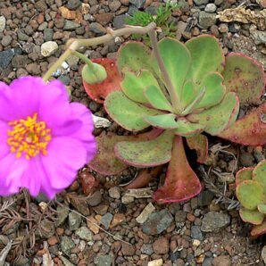 Calandrinia grandiflora | 19