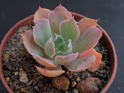 Echeveria 'Neon Breakers'