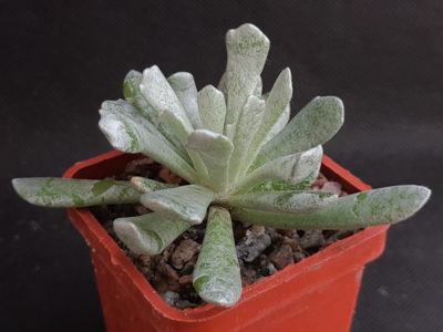 Senecio scaposus addoensis cristata
