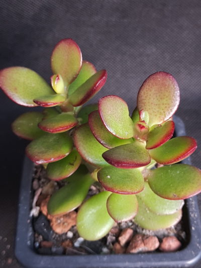 Crassula ovata minor