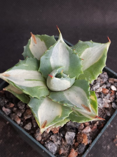 Agave isthmensis ‘Ohi Raijin Shiro Nakafu’ – Variegated Dwarf