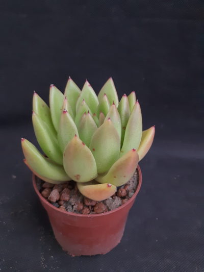 Echeveria agavoides