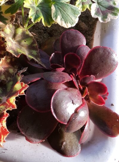 Echeveria Red Ball cristata