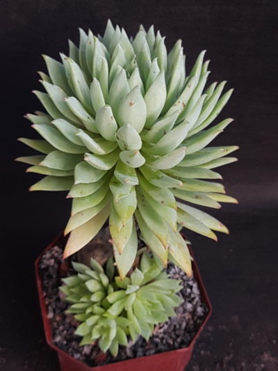 Dudleya farinosa