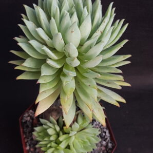 Dudleya farinosa | 38