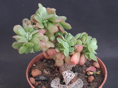 Echeveria "Briar Rose" cristata