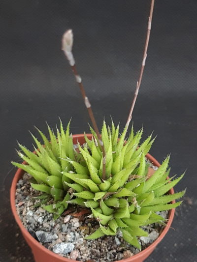 Haworthia angustifolia v. liliputana