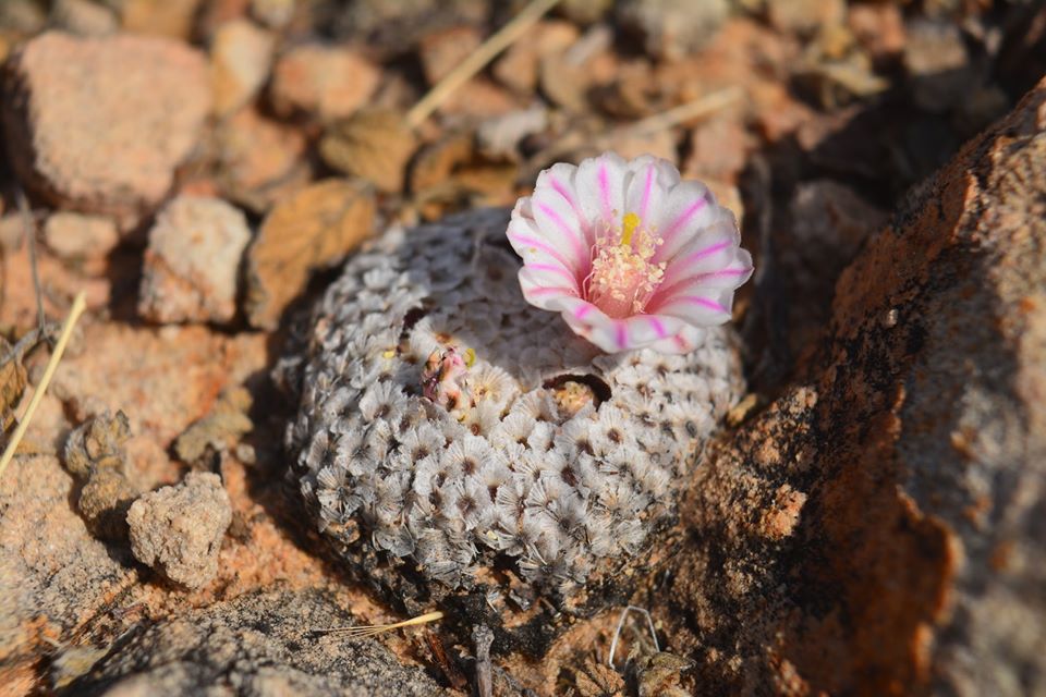 Mammillaria breviplumosa