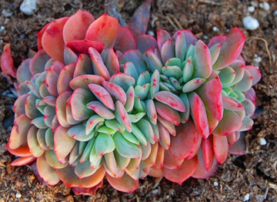 Echeveria "Briar Rose" cristata - Зображення 2