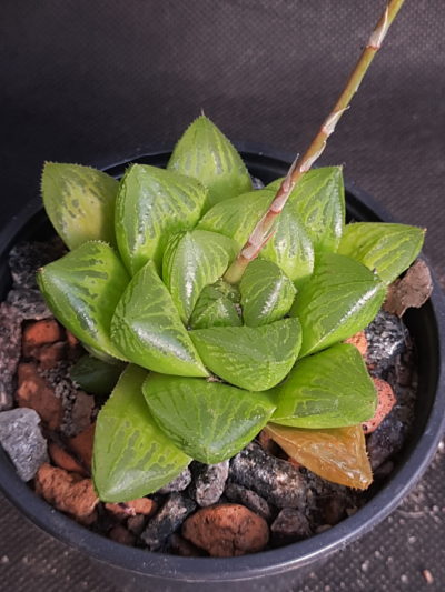 Haworthia alsonii