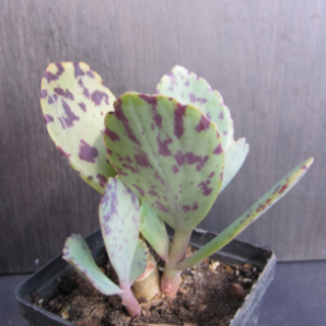 Kalanchoe marmorata