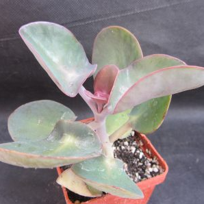 Kalanchoe nyikae