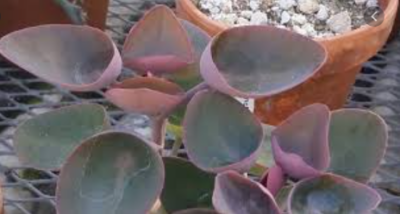 Kalanchoe nyikae - Зображення 2