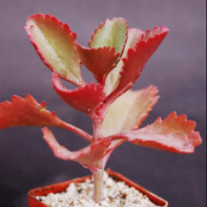 Kalanchoe longiflora
