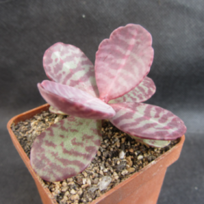Kalanchoe figuereidoi | 60