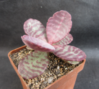Kalanchoe figuereidoi