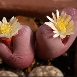 Lithops Optica Rubra семена