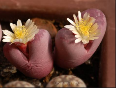 Lithops Optica Rubra семена