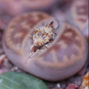 Lithops karasmontana var. lericheana семена