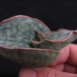 Sansevieria kirkii cv. Silver Blue | 92