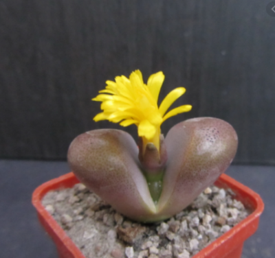 Tanquana hilmarii