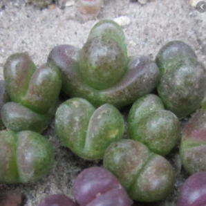 Tanquana hilmarii сеянцы | 116