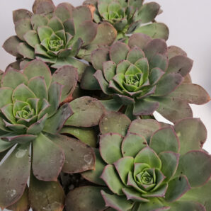 Aeonium david bramwellii hybrid зріз