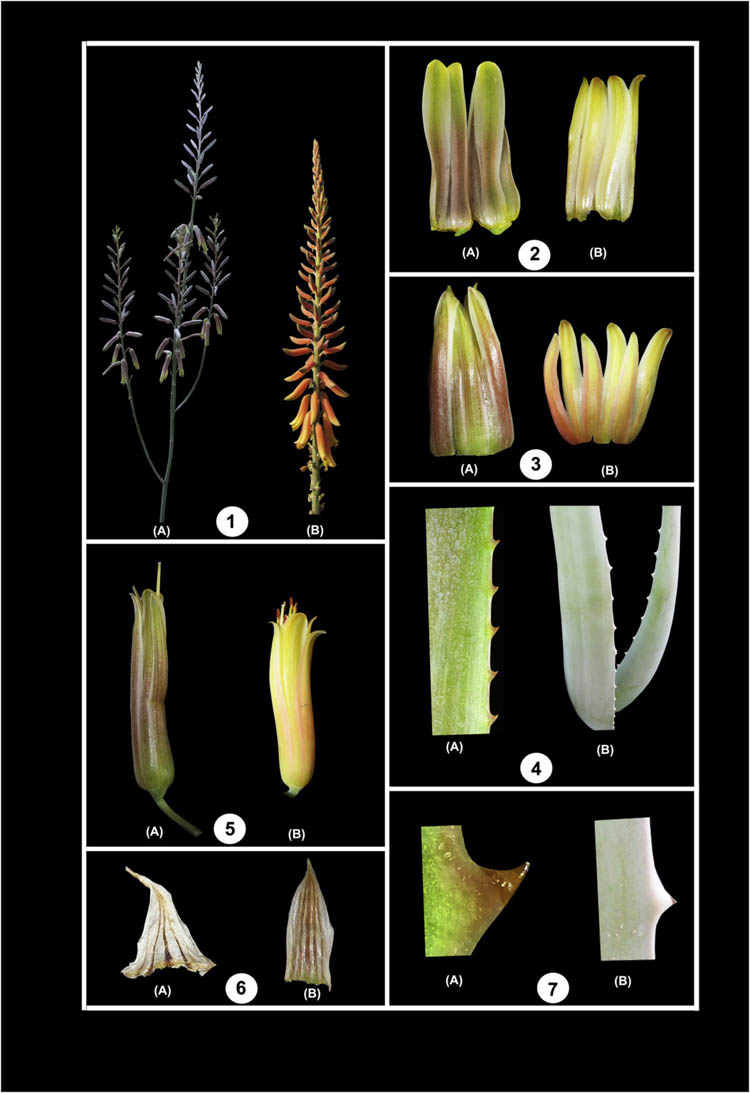 Сравнение растений Aloe trinervis и Aloe vera (A и B): (1) соцветия, (2) вид вентральной части венчика, (3) вид дорсальной части венчика, (4) расположение зубцов, (5) бутоны, (6) прицветник, (7) форма зубцов.